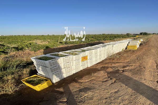 باغ انگور پر بار روستای رادکان ۷۵۰۰ متر-2