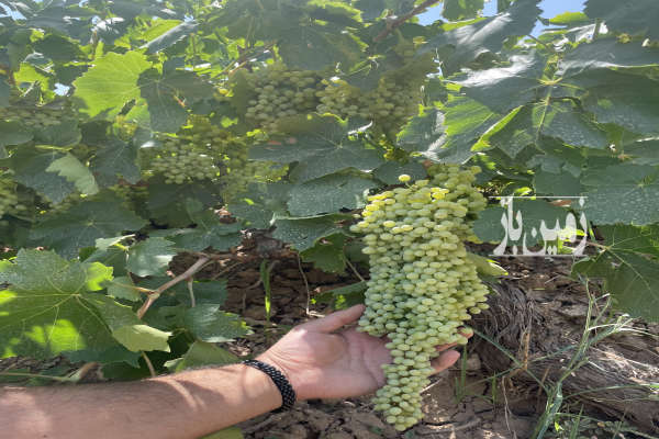 باغ انگور پر بار روستای رادکان ۷۵۰۰ متر-3