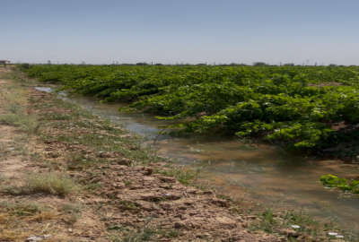 باغ انگور پر بار روستای رادکان ۷۵۰۰ متر