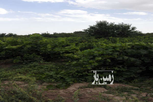 فروش ملک کشاورزی مامونیه جاده خشکرود ۱۳۰۰۰۰ متر-1