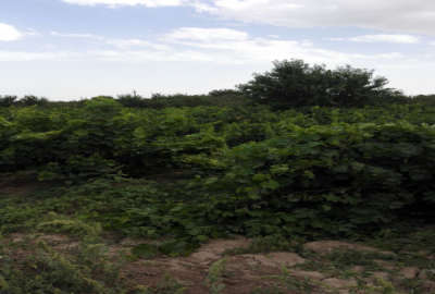 فروش ملک کشاورزی مامونیه جاده خشکرود ۱۳۰۰۰۰ متر