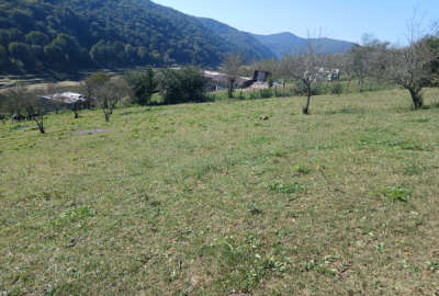 فروش زمین سواد کوه زیراب روستای پاشاکلا ۱۵۰۰ متر