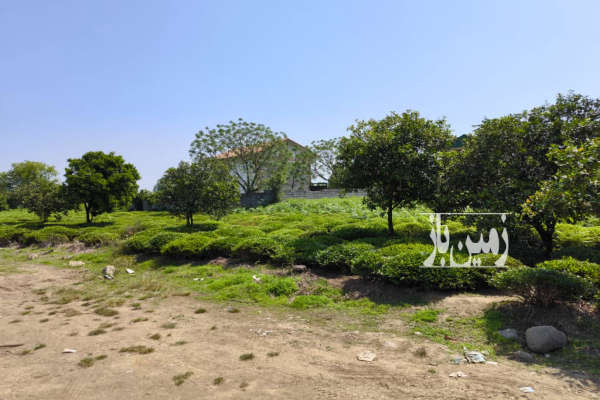 زمین مسکونی با سند شش دانگ ۲۱۶ متر-3