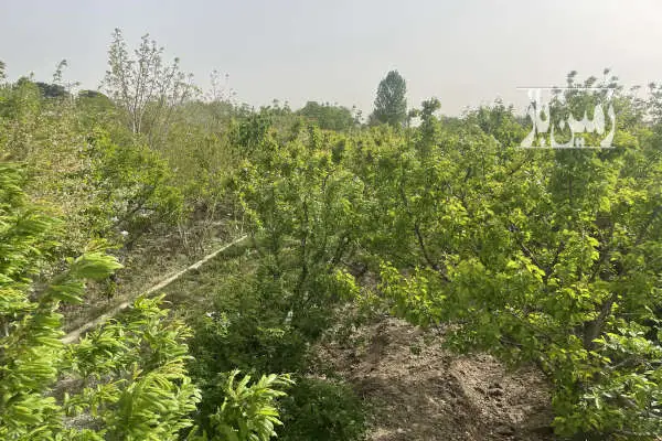 باغچه ۸۰۰متر دارای درخت ۹ساله شهریار دیناراباد - تصویر 2