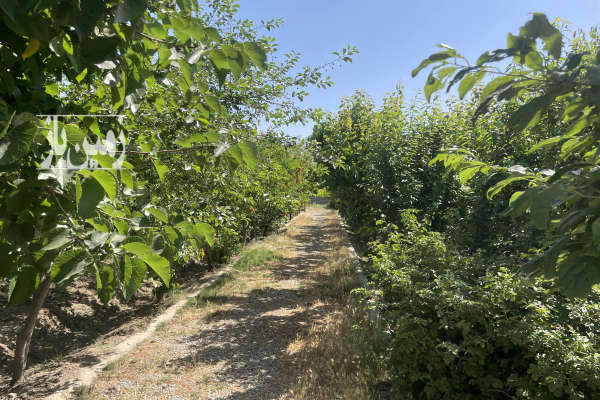 باغچه ۸۰۰متر دارای درخت ۹ساله شهریار دیناراباد-3