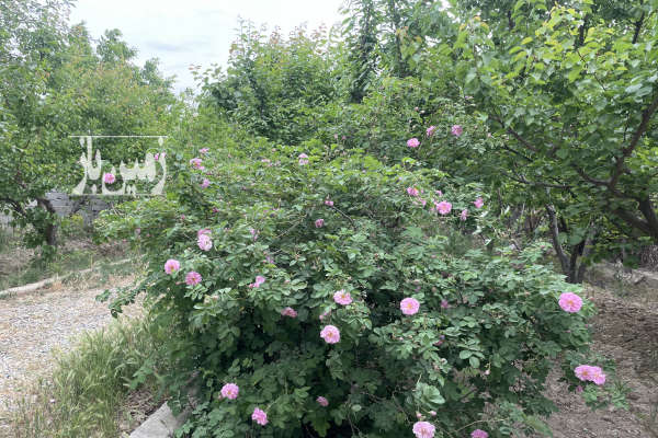 باغچه ۸۰۰متر دارای درخت ۹ساله شهریار دیناراباد-4