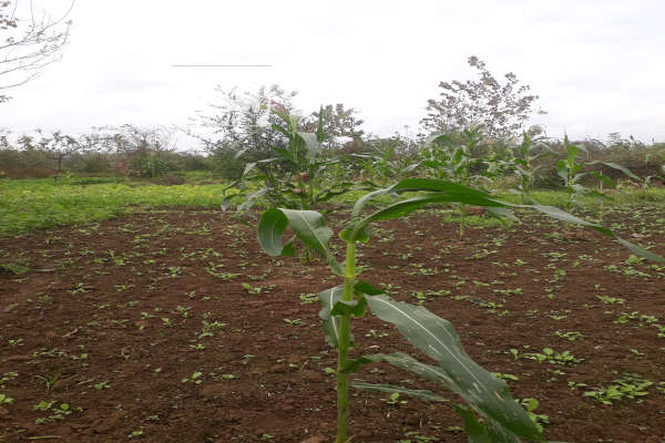 زمین جاده رشت به فومن پسیخان روستای بودیان ۳۰۰۰ متر-1