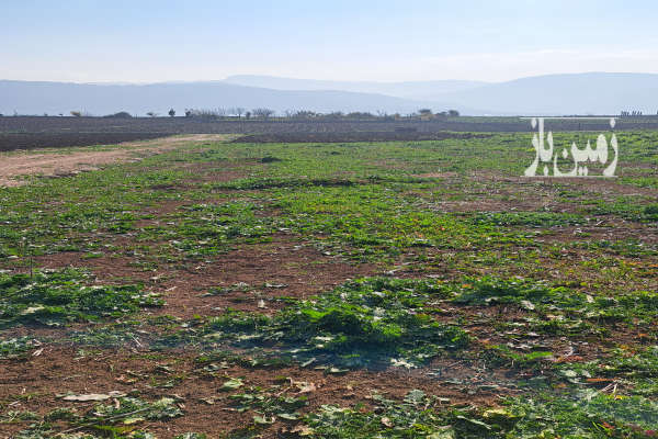 زمین روستایی جنگلی با طبیعت زیبا ۱۰۵۰ متر-2