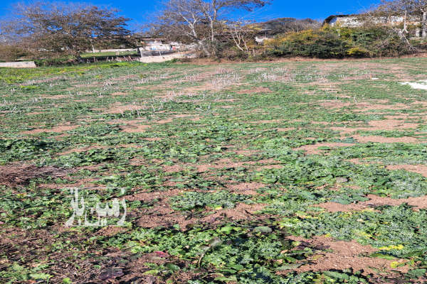 زمین روستایی جنگلی با طبیعت زیبا ۱۰۵۰ متر-3