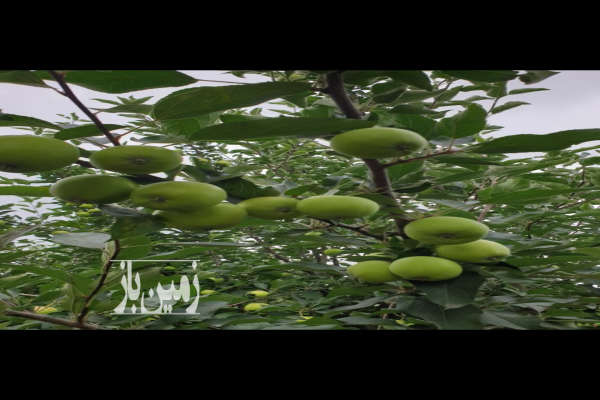 فروش باغ در منطقه توریستی شموشک ۱۲۰۰ متر-1