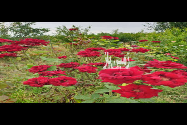 فروش باغ در منطقه توریستی شموشک ۱۲۰۰ متر-2