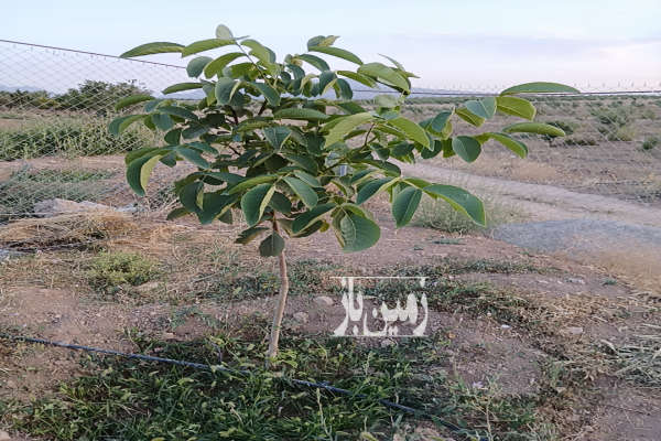 فروش باغ ۸۰۰ متری طرح پاسداران-2