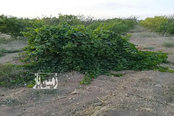 فروش باغ ۸۰۰ متری طرح پاسداران - تصویر 3