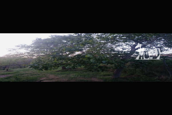 باغ گردو درمحدوده سداکباتان روستای یلفان ۱۰۰۰ متر-4