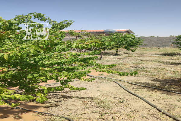 باغچه ۱۰۰۰ متری روستای بگیجان چناران-4