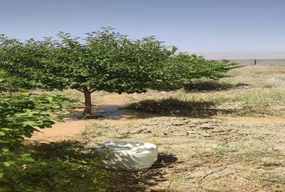 باغچه ۱۰۰۰ متری روستای بگیجان چناران