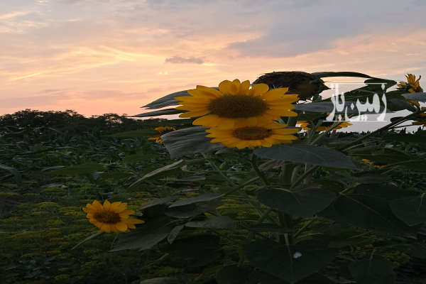 باغ ۵۶۰ متری در کیاکلا سیمرغ روستای پهناجی-1