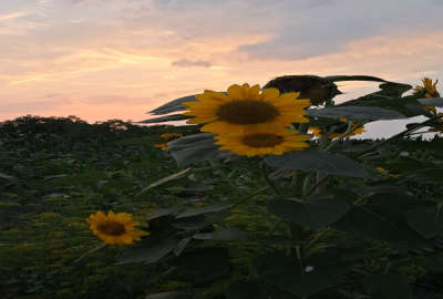 باغ ۵۶۰ متری در کیاکلا سیمرغ روستای پهناجی