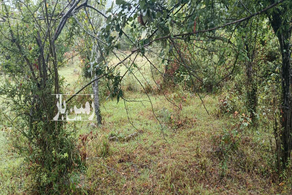 زمین مسکونی برای ساخت ویلا ۳۰۰ متر تالش-4