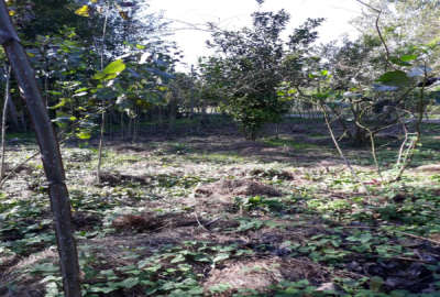 فروش زمین مسکونی صومعه سرا پشتمسار ۳۱۰ متر