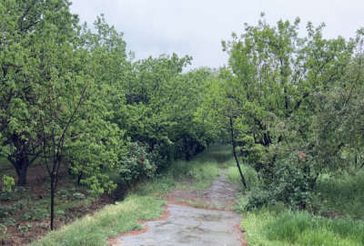 باغ میوه با ابنیه و انشعابات ۴۲۵۰ متر