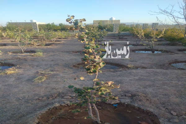 فروش باغ ۵۵۰ متری قابل معاوضه در یاقوت آباد-1