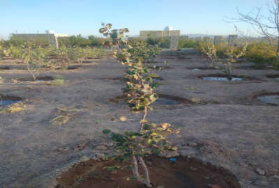 فروش باغ ۵۵۰ متری قابل معاوضه در یاقوت آباد