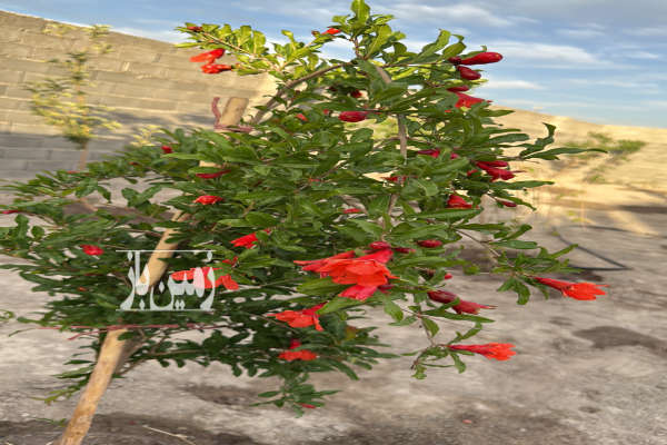 فروش فوری زمین موقعیت عالی حصار مهتر ۴۰۰ متر-4