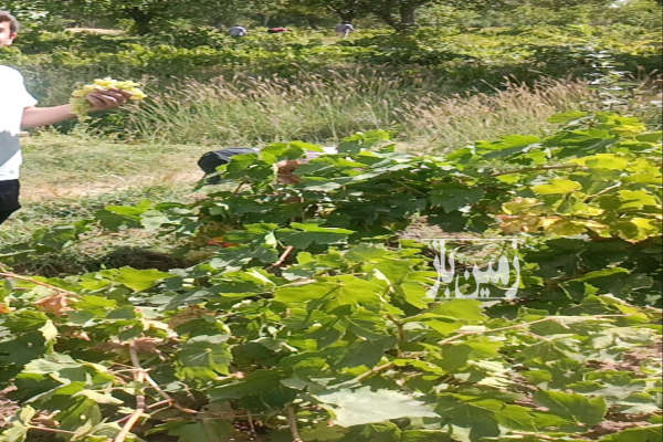 باغ در چهل میر ابهر با آب ۱۲۰۰ متر-1