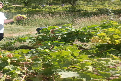 باغ در چهل میر ابهر با آب ۱۲۰۰ متر