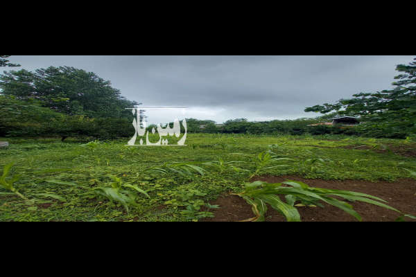 زمین باغی مسکونی سنگر روستای کنسستان ۲۰۰۰ متر-1