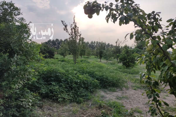 فروش زمین باغ گلابی وانواع درخت گلوگاه ۶۴۰۰ متر-1