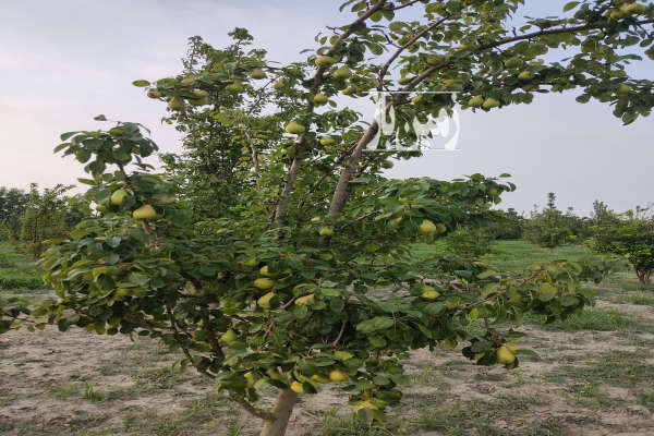 فروش زمین باغ گلابی وانواع درخت گلوگاه ۶۴۰۰ متر-3