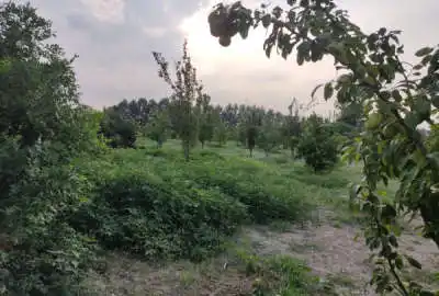 فروش زمین باغ گلابی وانواع درخت گلوگاه ۶۴۰۰ متر