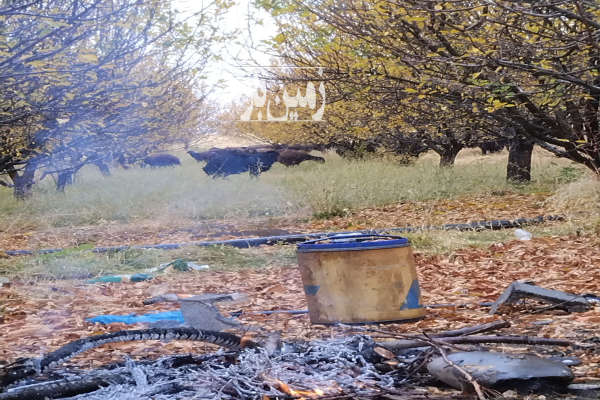 فروش باغ مراغه خداجو روستای صومعه سفلی ۷۵۶۰ متر-1