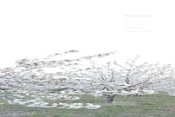 فروش باغ مراغه خداجو روستای صومعه سفلی ۷۵۶۰ متر-2