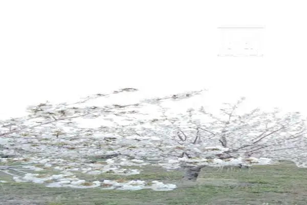 فروش باغ مراغه خداجو روستای صومعه سفلی ۷۵۶۰ متر - تصویر 2