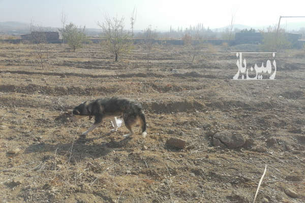 باغ در روستای حیدرآباد خوی ۳۸۰۰ متر-4