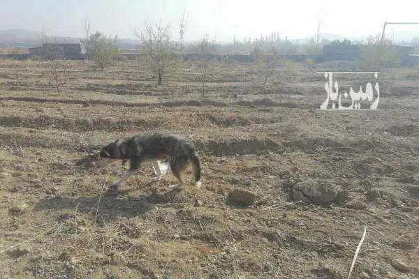 باغ در روستای حیدرآباد خوی ۳۸۰۰ متر - تصویر 4