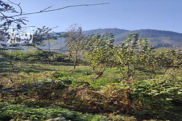 زمین ویلایی داخل بافت مینودشت روستای کوه کمر ۳۸۲ متر-2