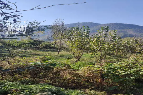 زمین ویلایی داخل بافت مینودشت روستای کوه کمر ۳۸۲ متر - تصویر 2