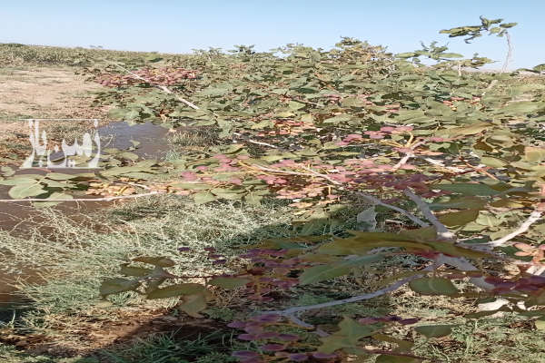 فروش باغ پسته کاشمر خلیل آباد روستای کاهه یک هکتار-1