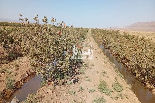 فروش باغ پسته کاشمر خلیل آباد روستای کاهه یک هکتار-2
