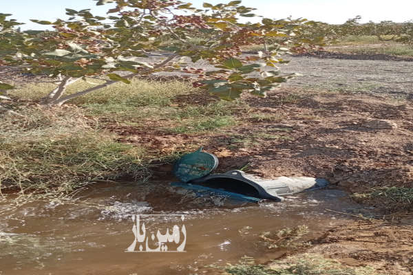 فروش باغ پسته کاشمر خلیل آباد روستای کاهه یک هکتار-3