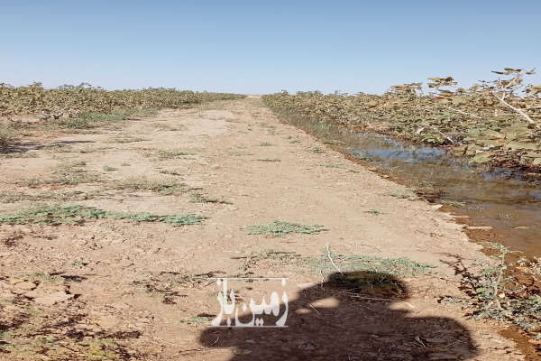 فروش باغ پسته کاشمر خلیل آباد روستای کاهه یک هکتار-4