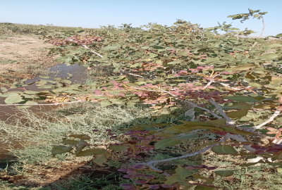 فروش باغ پسته کاشمر خلیل آباد روستای کاهه یک هکتار