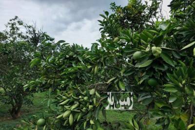 باغ مرکبات و استخر پرورش ماهی بهمراه خونه باغ ۲۸۸۰ متر