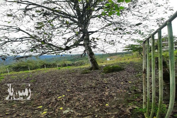 زمین ۶۰۰ متری در تنکابن روستای بالابند بالامحل-1