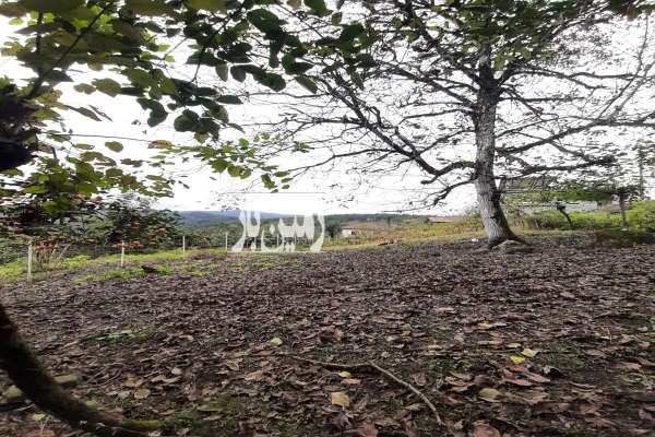 زمین ۶۰۰ متری در تنکابن روستای بالابند بالامحل-3