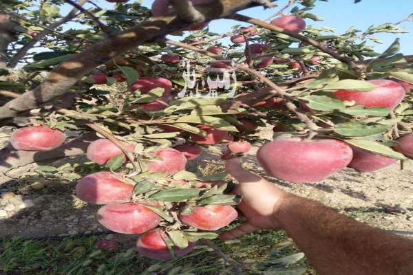 فروش باغ با سویئت نوساز در منطقه توریستی ابر ۲۵۰۰۰ متر-3